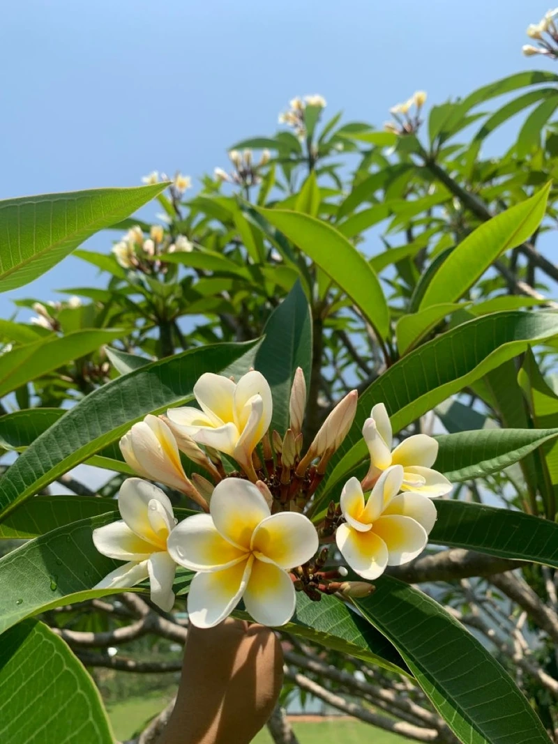 Hoa đại điểm nhấn hoàn hảo cho không gian