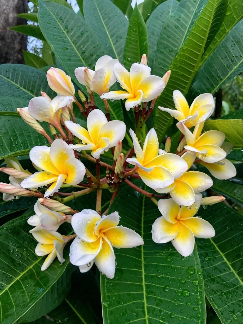 Khám phá vẻ đẹp tinh khôi của hoa đại