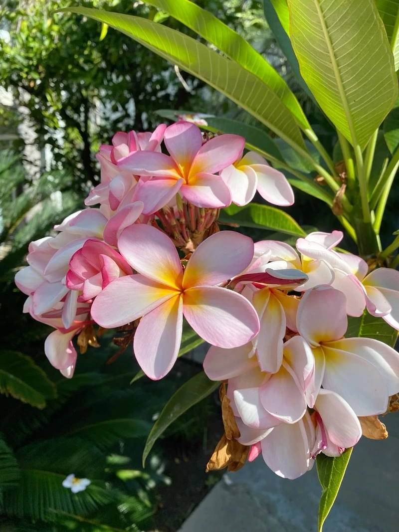 Tươi mát mỗi ngày với hoa đại trước hiên nhà