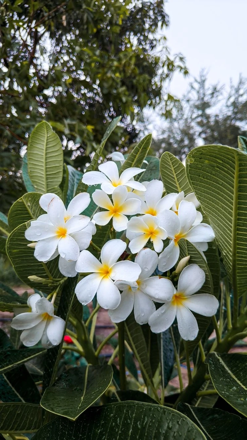 Thổi hồn thiên nhiên vào nội thất với hoa đại