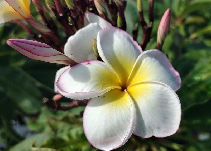 Không gian sáng bừng nhờ hoa đại tươi thắm