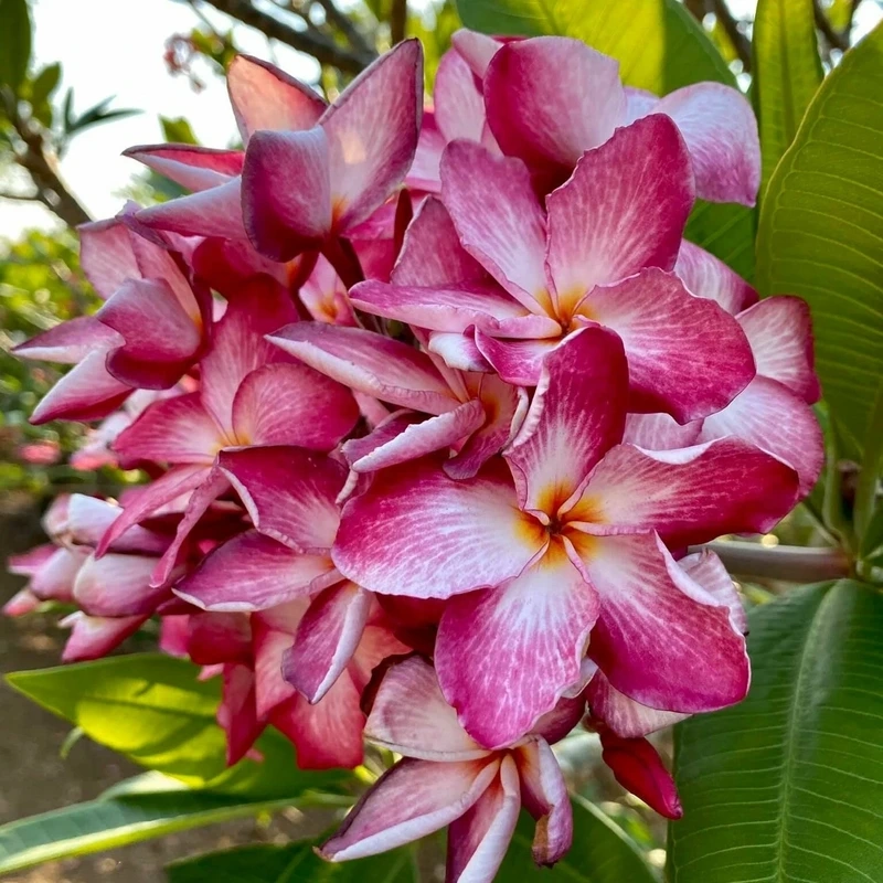 Hoa đại mang lại bình yên cho tâm hồn bạn