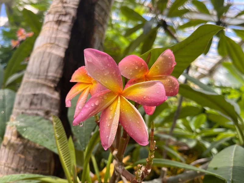 Trang trí không gian làm việc nhẹ nhàng với hoa đại