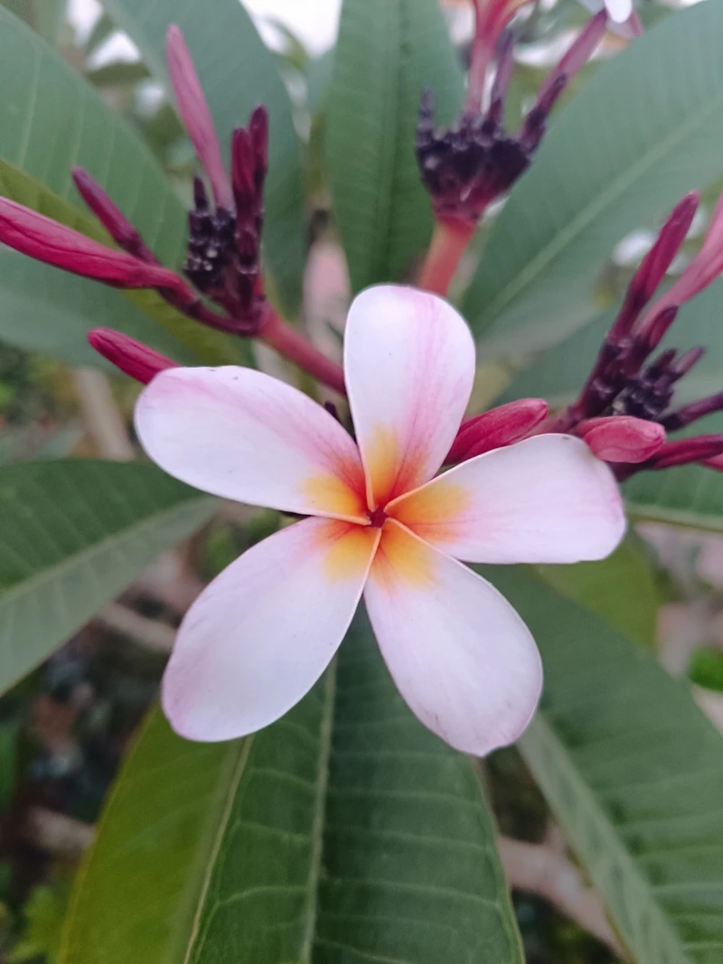 Cảm nhận vẻ bình yên từ hoa đại mỗi sáng thức dậy