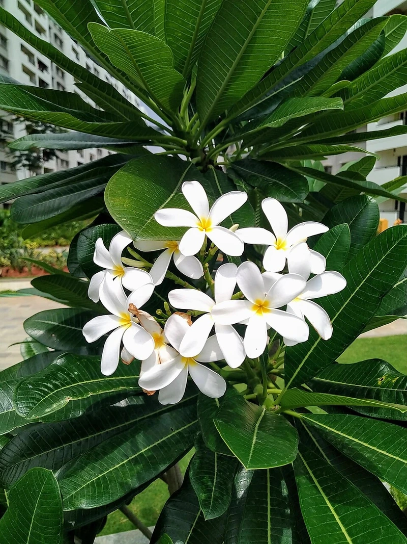 Tạo không gian xanh thư giãn với hoa đại xinh đẹp