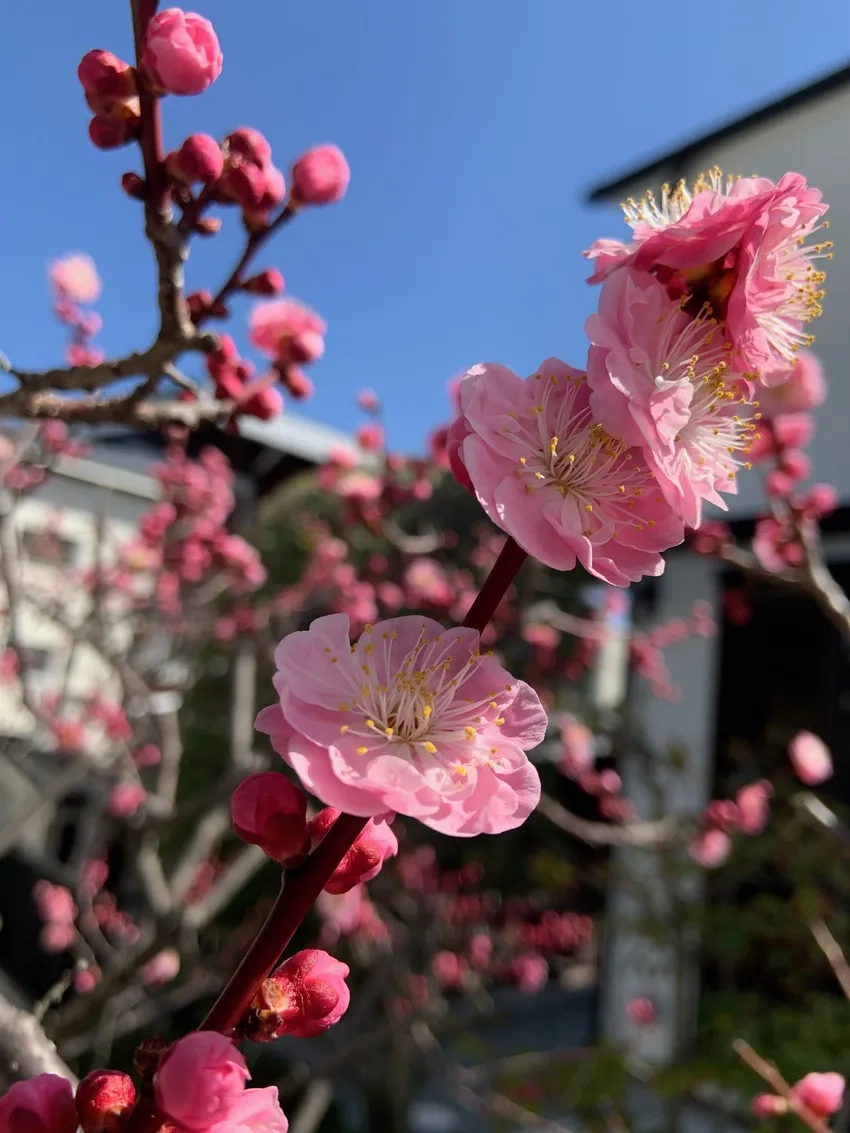 Ngắm Hoa Đào Nhật Tân tết rực rỡ khoe sắc xuân