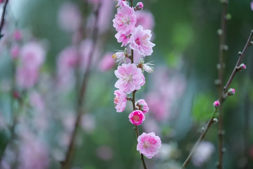 Chiêm ngưỡng Hoa Đào Nhật Tân đẹp mê hoặc lòng người