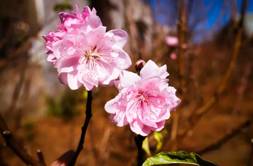 Tìm hiểu Hoa Đào Nhật Tân giá hấp dẫn thị trường Tết