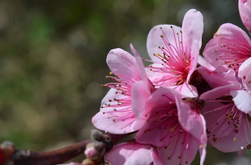 Hoa Đào Nhật Tân mini xinh xắn cho không gian nhỏ