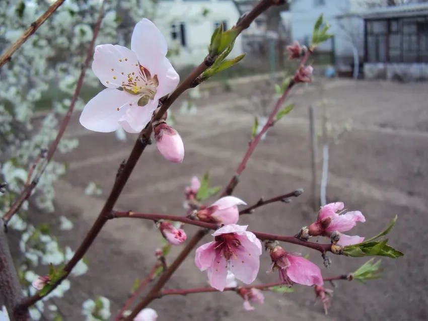 Thưởng thức Hoa Đào Nhật Tân bonsai nghệ thuật tuyệt đẹp