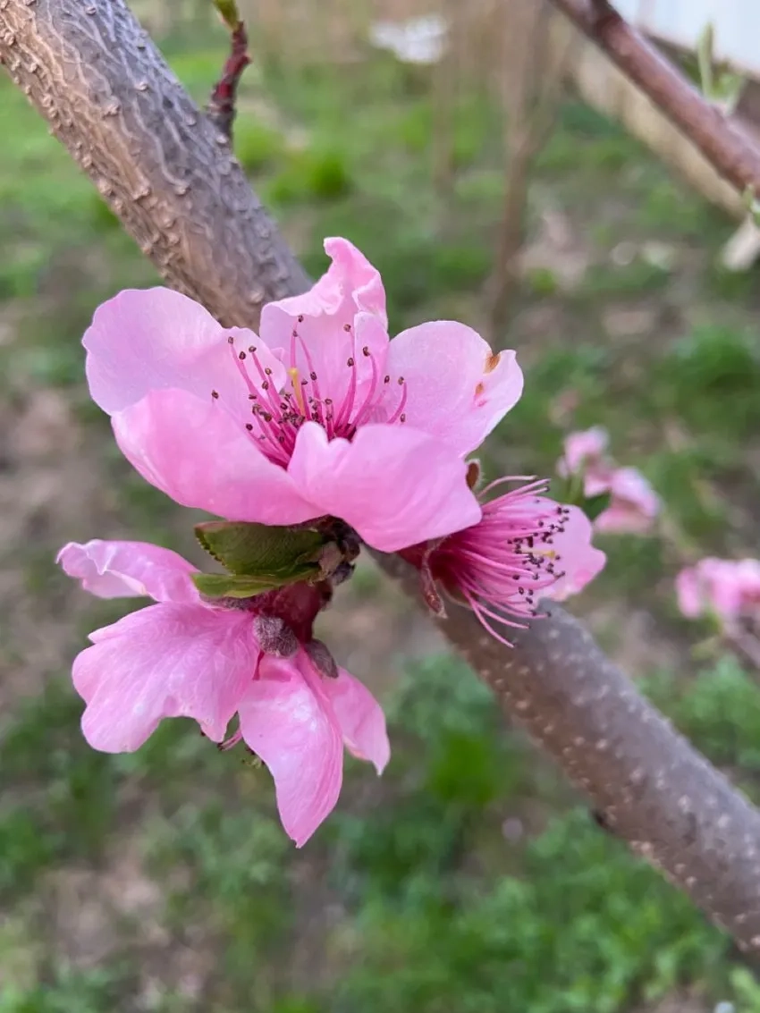 Hoa Đào Nhật Tân cổ thụ trăm tuổi nở rộ đón xuân