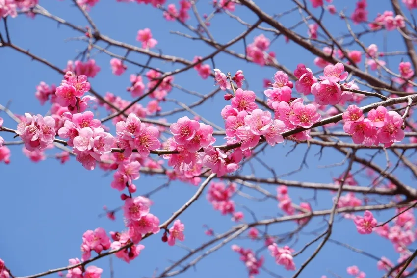 Hoa Đào Nhật Tân nở rực rỡ báo hiệu mùa xuân mới