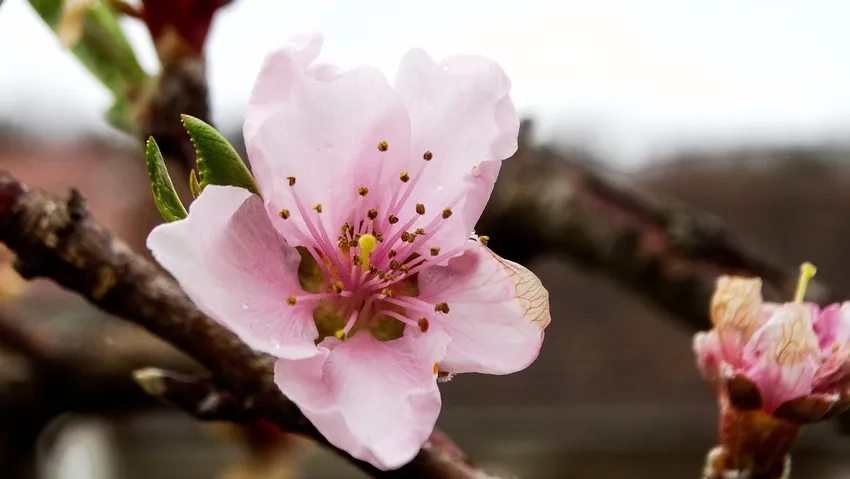 Chậu Hoa Đào Nhật Tân rực rỡ tô điểm góc phòng đón Tết
