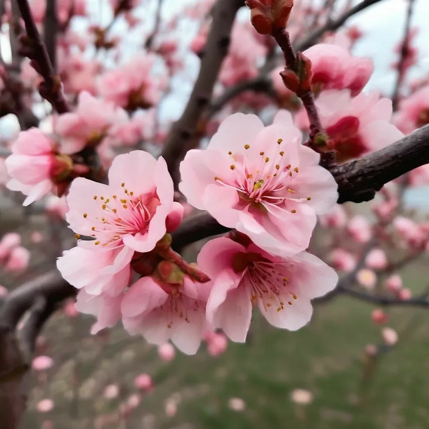 Hoa Đào Nhật Tân truyền thống mang đậm dấu ấn Tết Việt