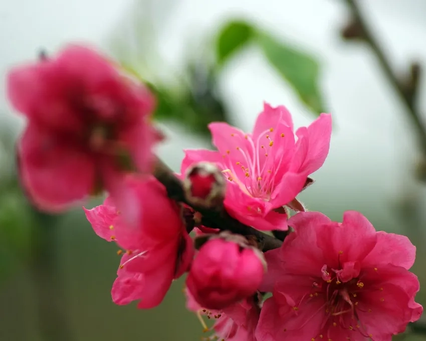 Cây Hoa Đào Nhật Tân tươi tốt đón xuân trọn vẹn niềm vui