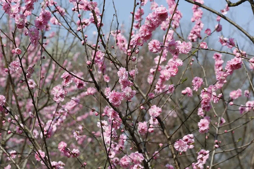 Hoa Đào Nhật Tân trang trí nhà cửa thêm rực rỡ xuân