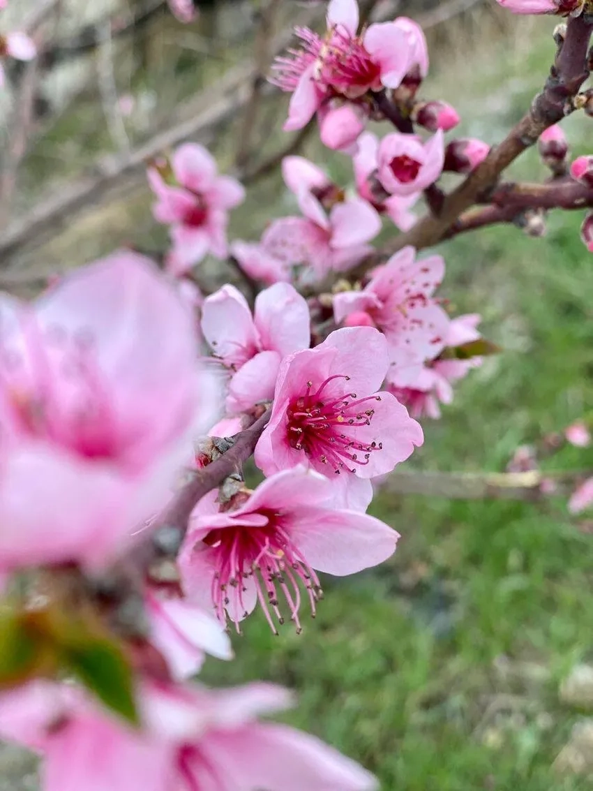 Chọn Hoa Đào Nhật Tân loại đẹp khiến ai cũng mê mẩn