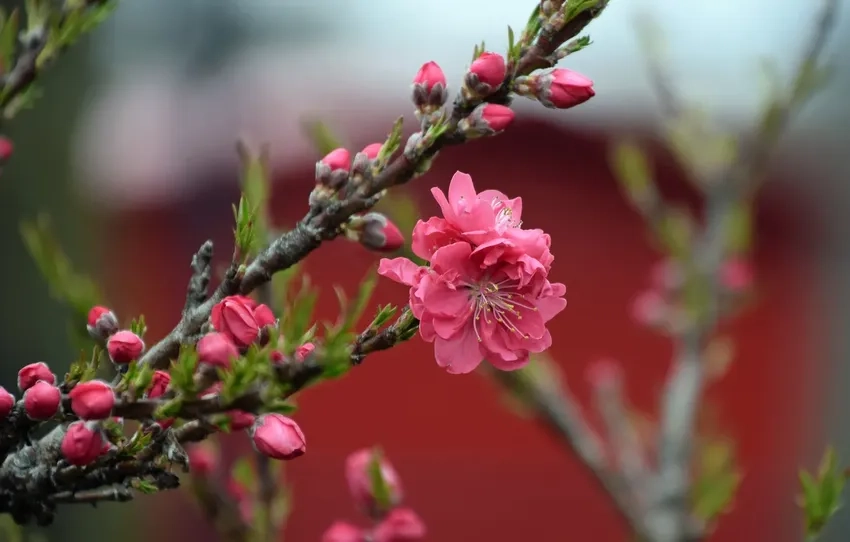 Hoa Đào Nhật Tân nổi bật giữa vườn xuân rực rỡ sắc màu