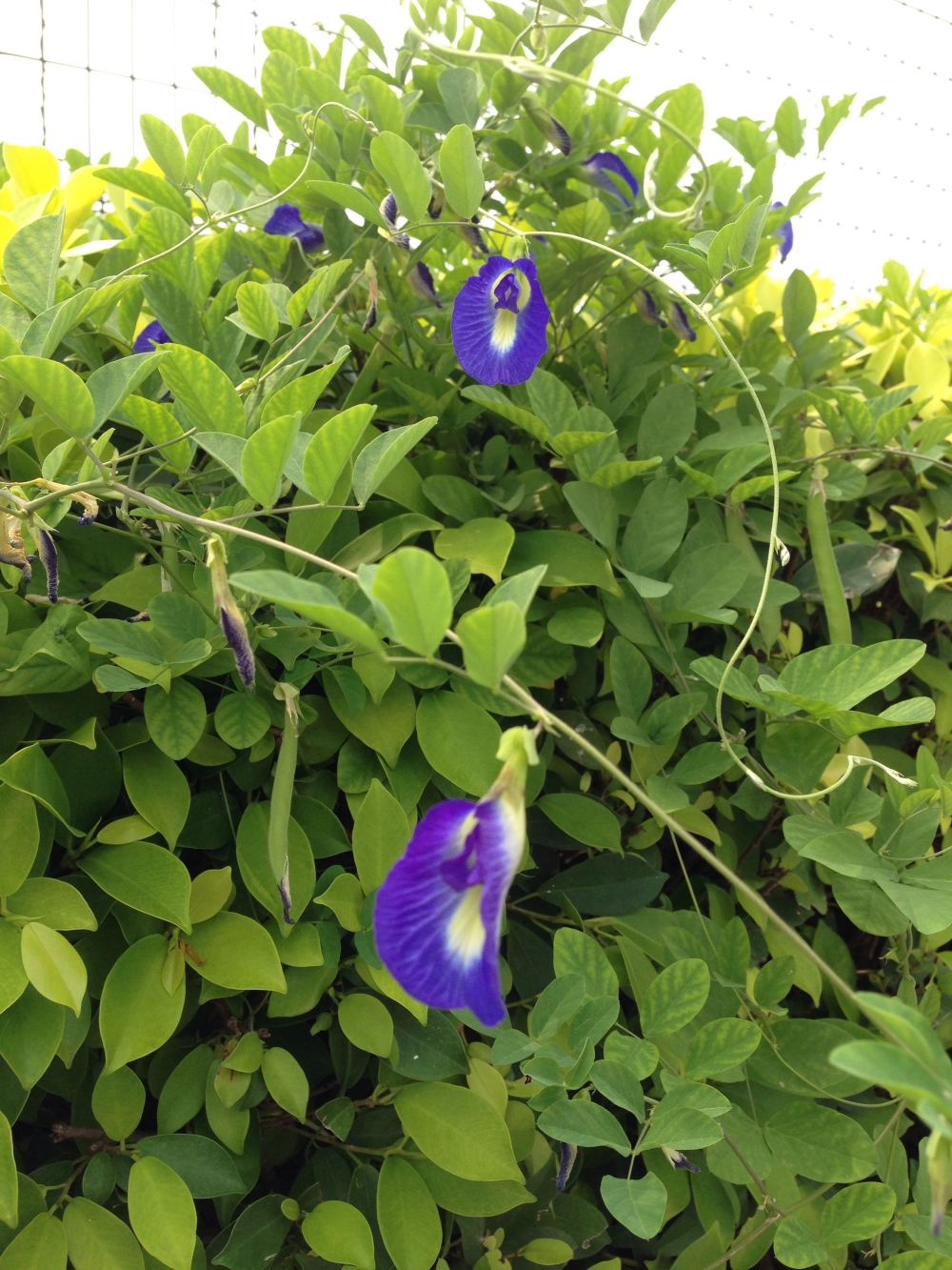 Hoa đậu biếc đẹp rực rỡ với sắc tím dịu dàng