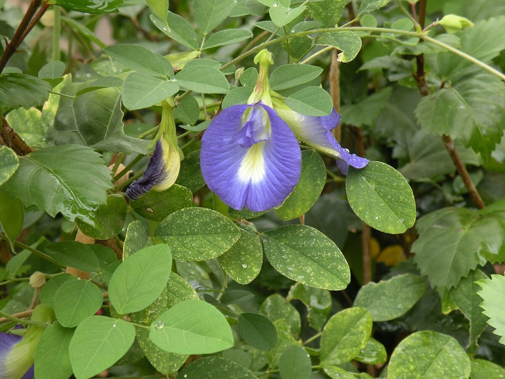 Ảnh hoa đậu biếc lung linh đầy sức sống tự nhiên