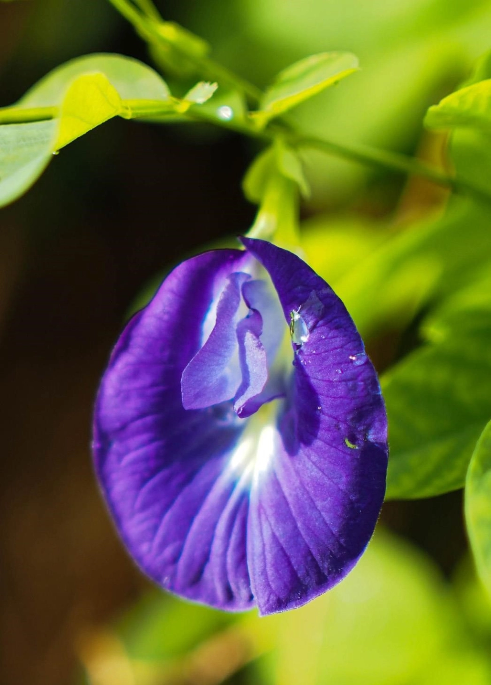 Hình ảnh hoa đậu biếc tinh tế nổi bật từng cánh mảnh