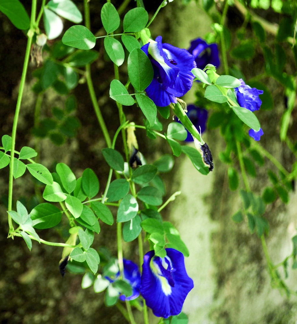 Hoa đậu biếc buồn man mác với ánh tím nhè nhẹ