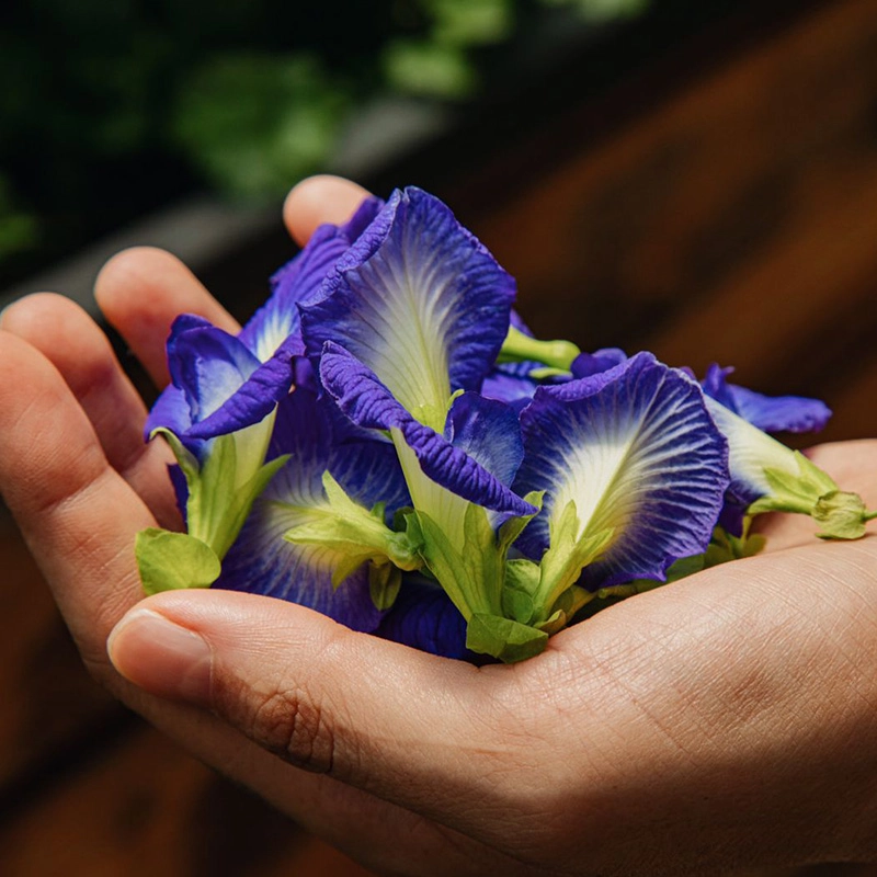 Hoa đậu biếc chất lượng giữ trọn vẻ đẹp tinh khiết