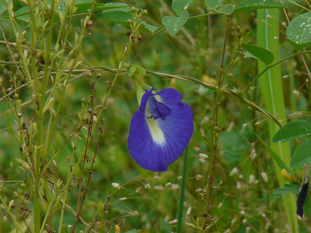 Hoa đậu biếc thẩm mỹ tinh tế với từng đường nét cánh