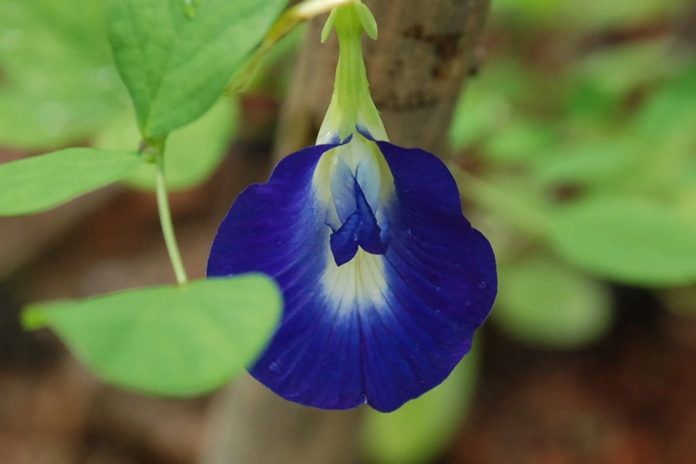 Hoa đậu biếc rực rỡ lung linh đẹp như giọt sương mai