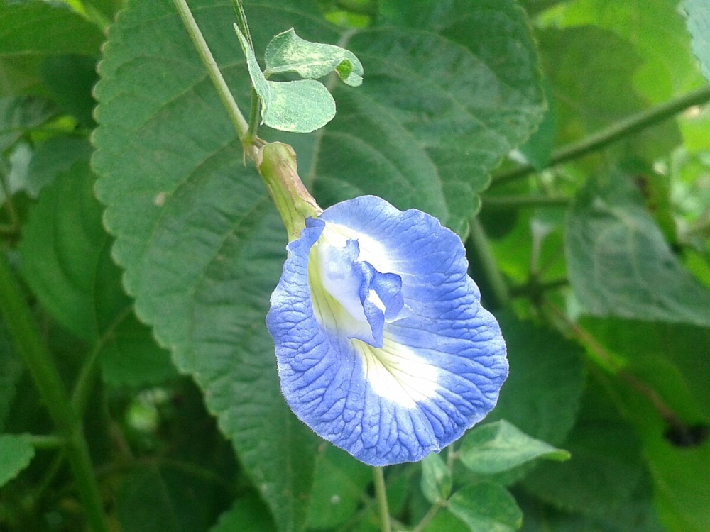 Hoa đậu biếc nghệ thuật kiêu sa làm say lòng người