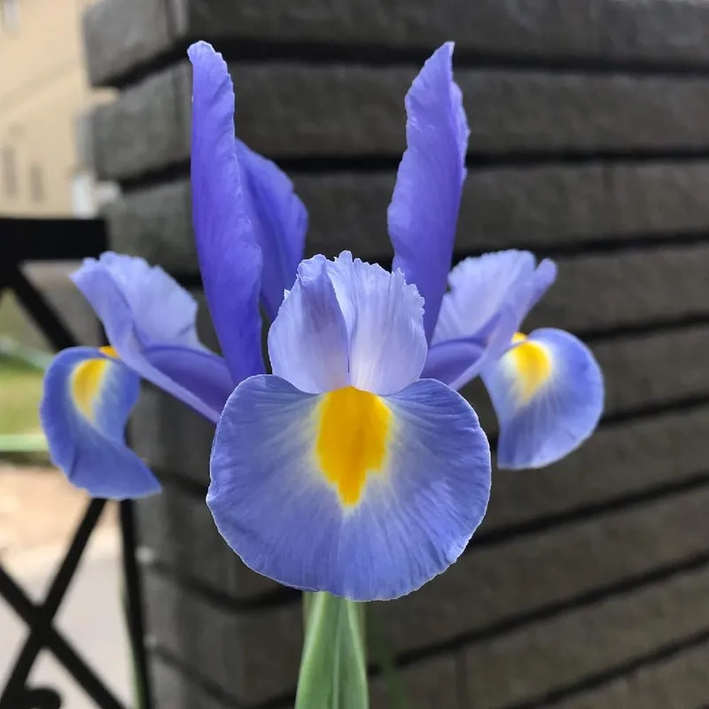 Khám phá vẻ đẹp tinh tế của hình ảnh hoa diên vĩ