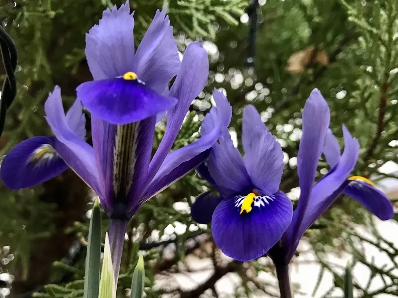 Thanh lịch và nổi bật cùng hoa diên vĩ xanh