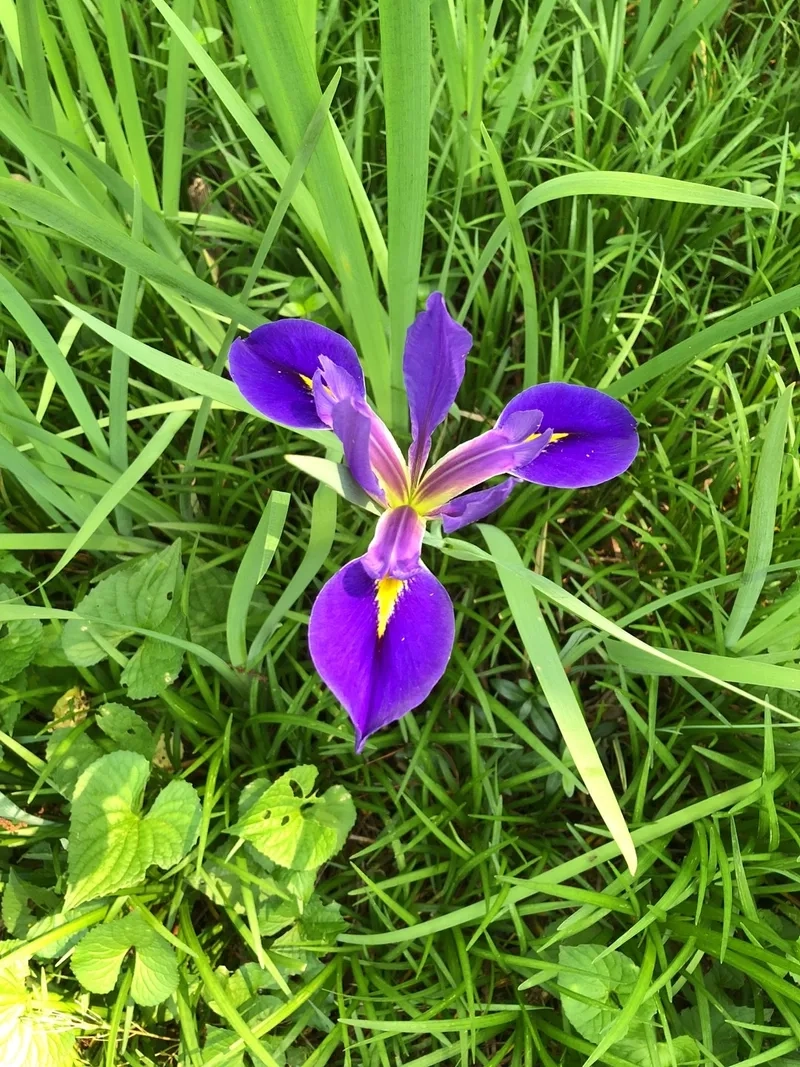 Tỏa sáng trong mọi ánh nhìn với hoa diên vĩ đẹp