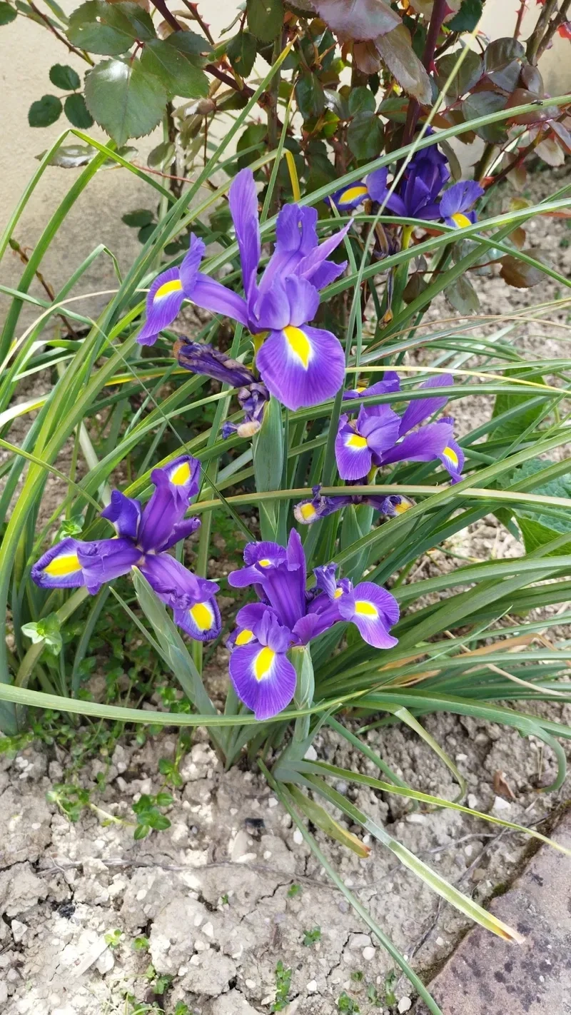 Gửi thông điệp yêu thương qua hoa diên vĩ ý nghĩa