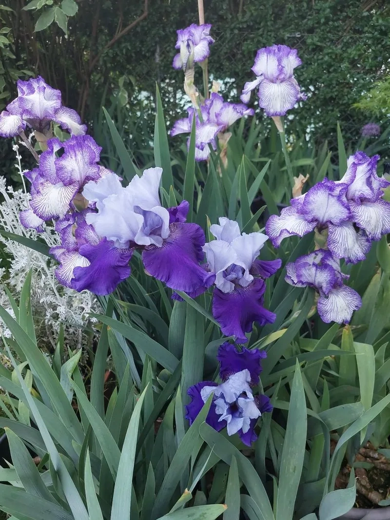 Tìm hiểu thời gian nở của hoa diên vĩ nở mùa nào