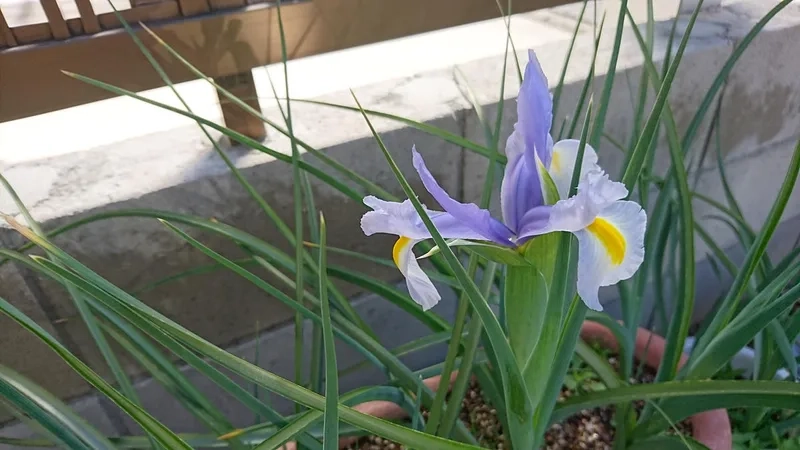 Nổi bật và độc đáo nhờ hoa diên vĩ độc đáo