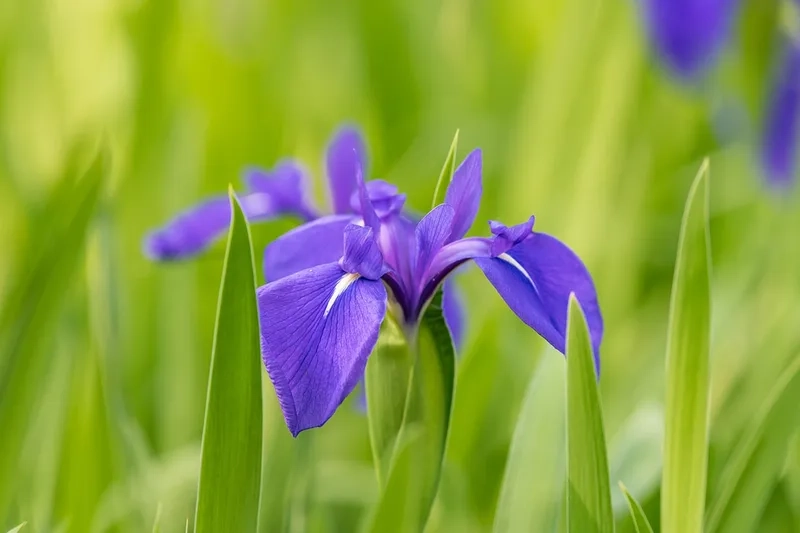 Nhẹ nhàng và thanh thoát cùng hoa diên vĩ nhẹ nhàng