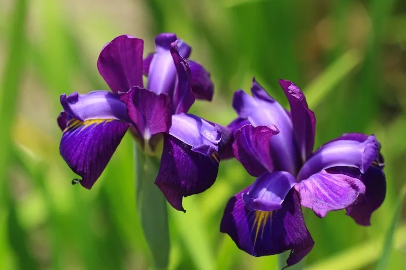 Tinh tế trong từng chi tiết là hoa diên vĩ thanh lịch