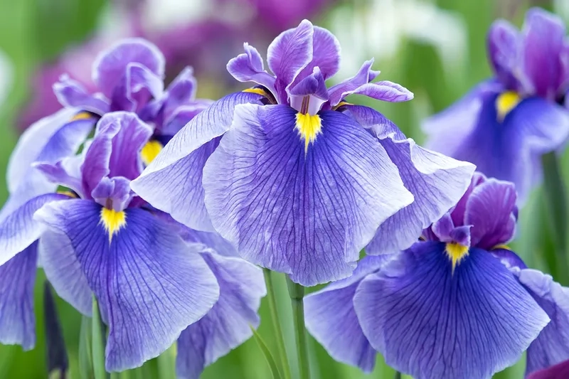 Hiện đại và sang trọng với hoa diên vĩ hiện đại