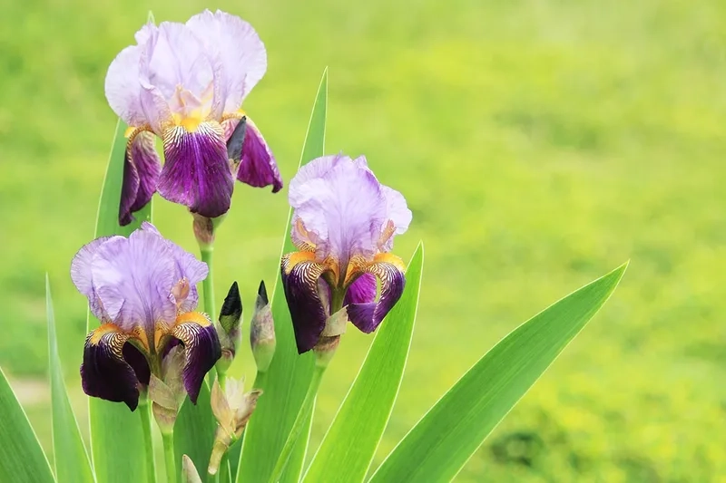 Chọn lựa nhập khẩu chất lượng với hoa diên vĩ nhập khẩu