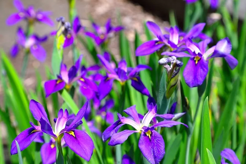 Rực rỡ và nổi bật khắp không gian là hoa diên vĩ rực rỡ