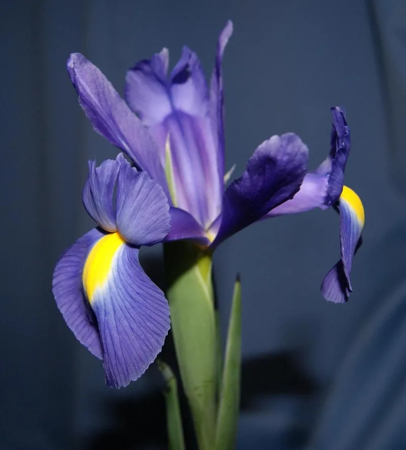 Mẫu mã đa dạng từ mẫu hoa diên vĩ