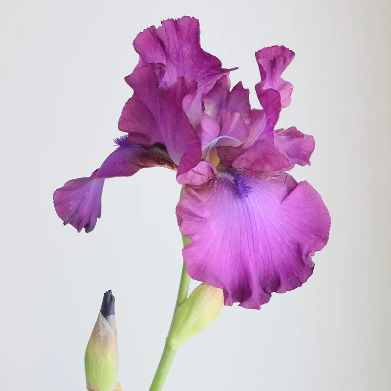 Tinh tế và sang trọng trong từng chi tiết là hoa diên vĩ tinh tế