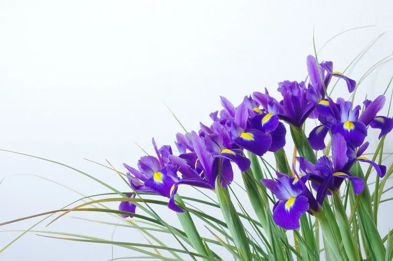 Trang trí không gian sống với hoa diên vĩ trang trí