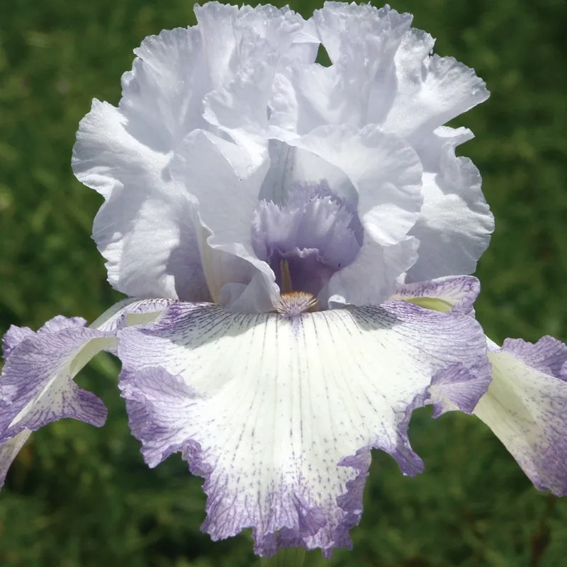 Tạo điểm nhấn sống động bằng hình nền hoa diên vĩ