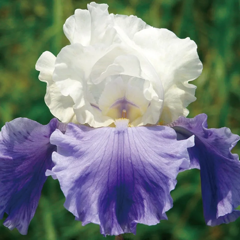 Hoa diên vĩ có ý nghĩa gì sang trọng và độc đáo