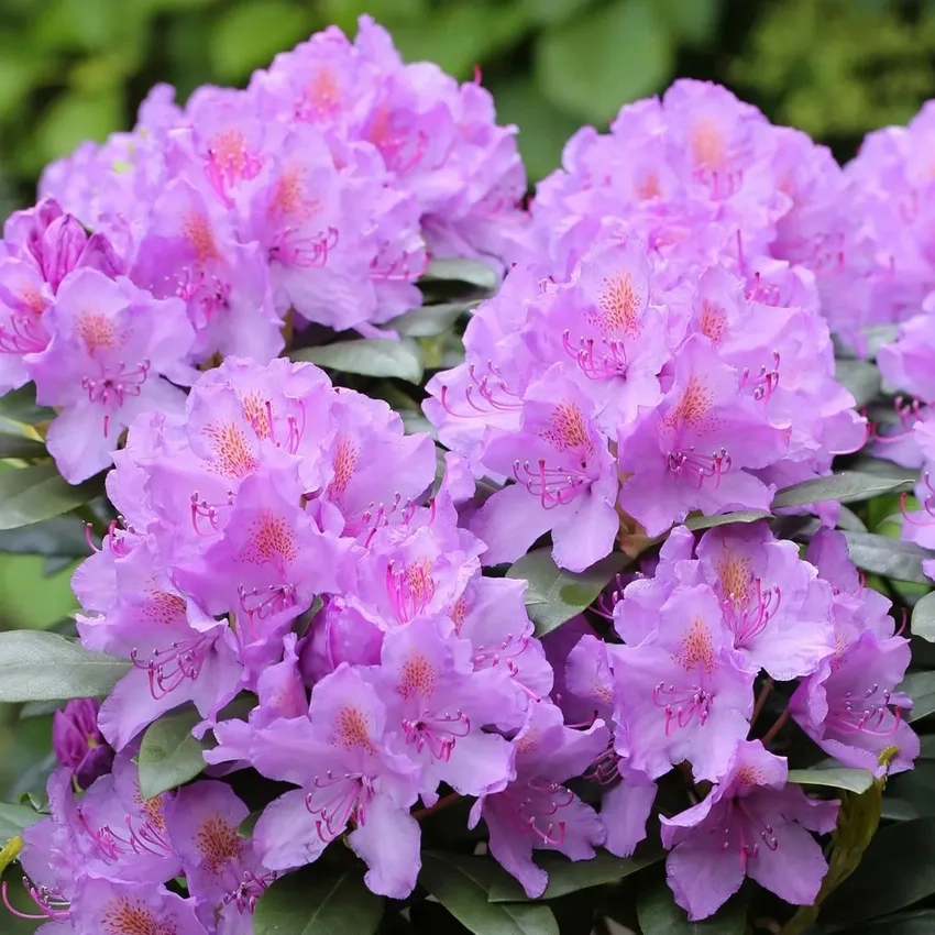 Khám phá sắc đẹp rực rỡ của hoa đỗ quyên Việt Nam