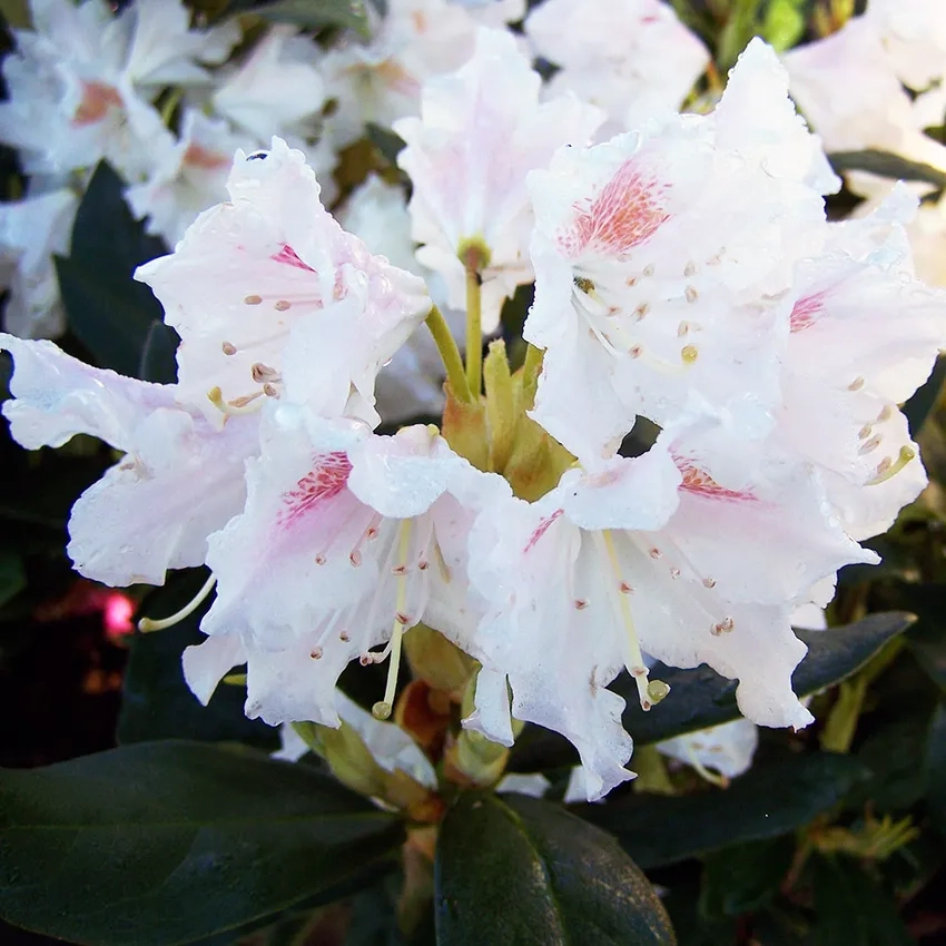 Ngắm nhìn đỗ quyên nở hoa rực rỡ mùa xuân