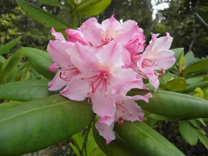 Đỗ quyên nở hoa khoe sắc rực rỡ mùa xuân về