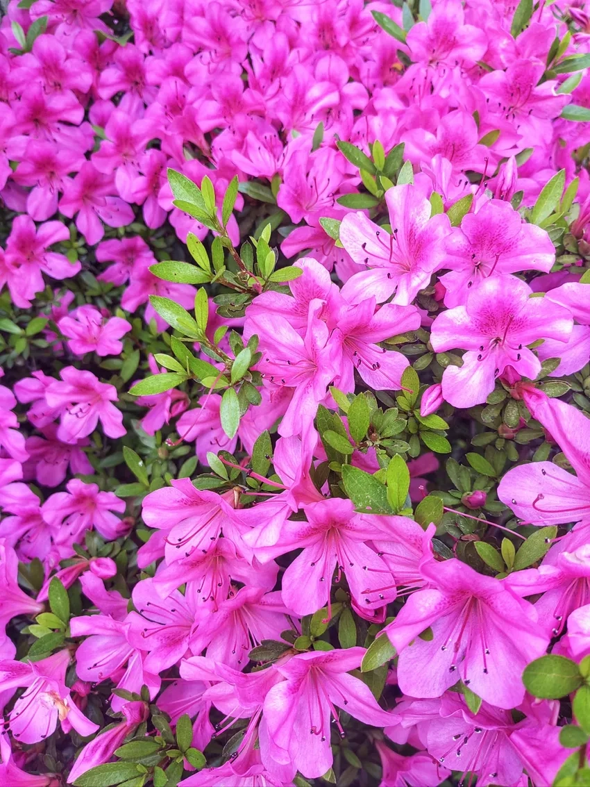 Đỗ quyên Việt Nam đa dạng màu sắc và dáng hoa